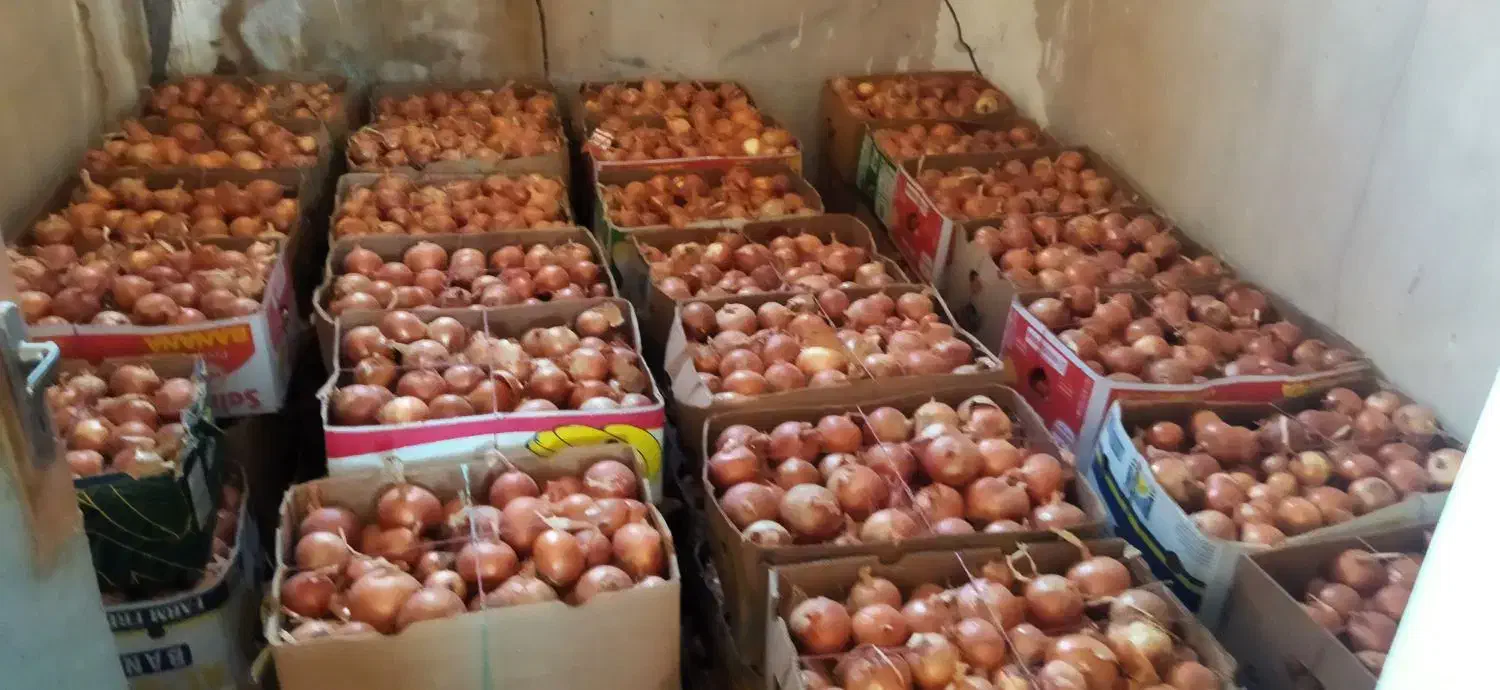 پیاز فلات|خدمات باغبانی و درختکاری|مانه, |دیوار