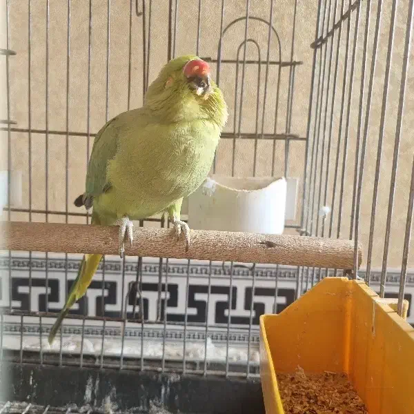 فروش طوطی ملنگو ماده|پرنده|جهرم, |دیوار