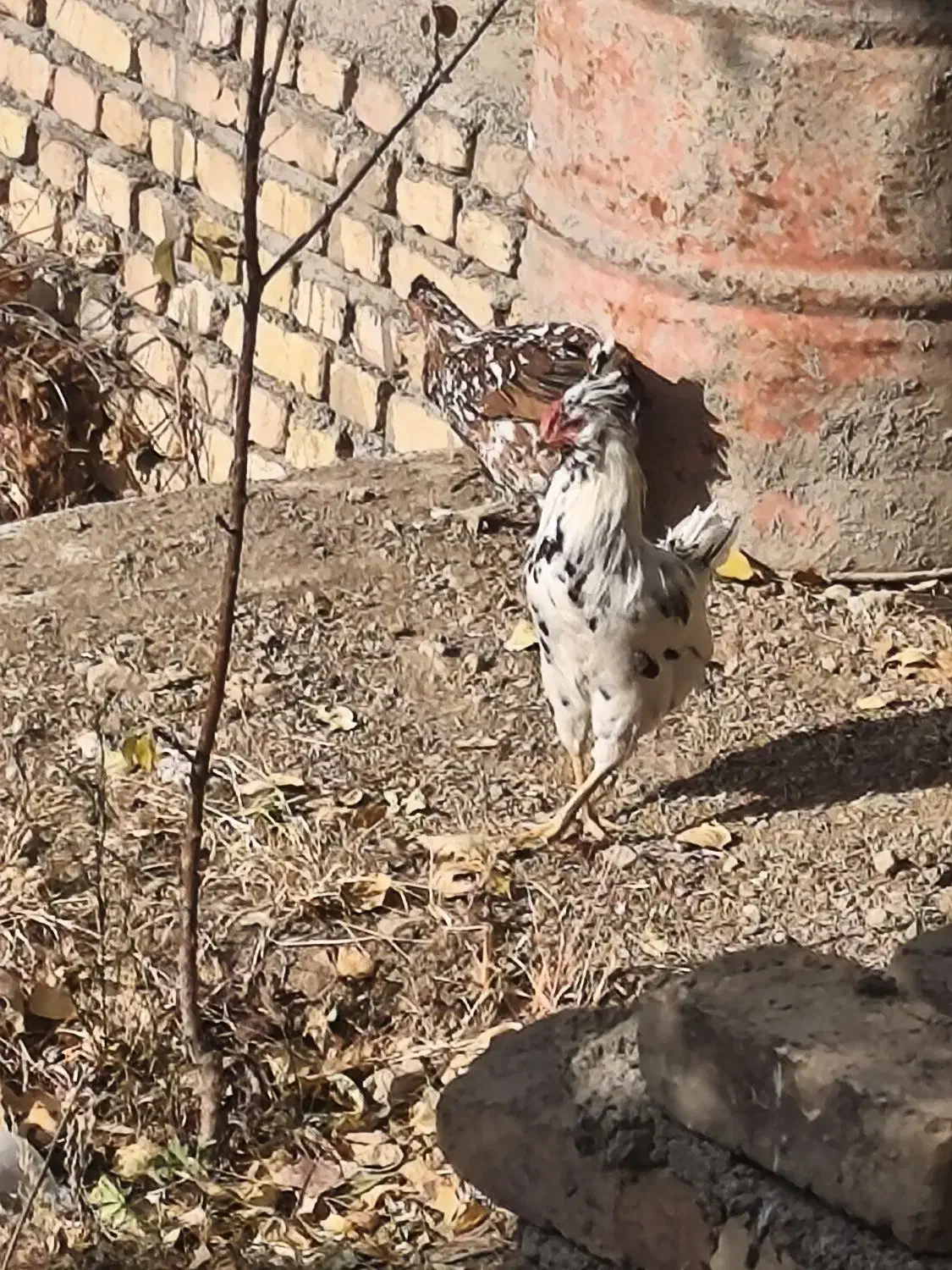 خروس گلین چهل تاج ریش|حیوانات مزرعه|هشتگرد, هیو|دیوار