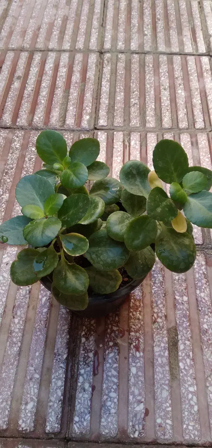 گل قاشقی|گل و گیاه طبیعی|قم, دروازه ری|دیوار