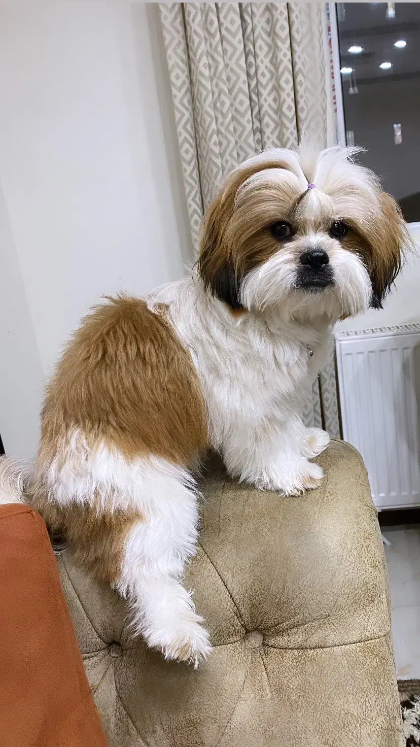 واگذاری شیتزو|سگ|پردیس, فاز ۱۱|دیوار