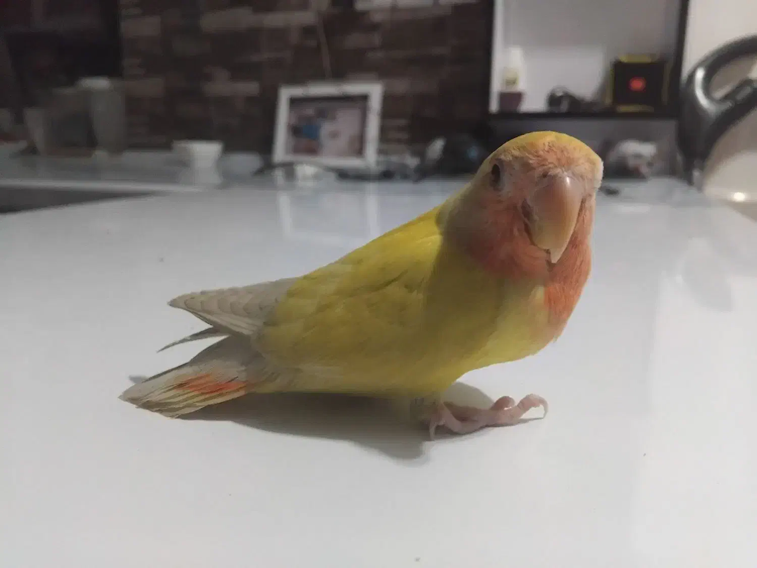 کوتوله سخنگو|پرنده|تربت جام, رضاآباد|دیوار