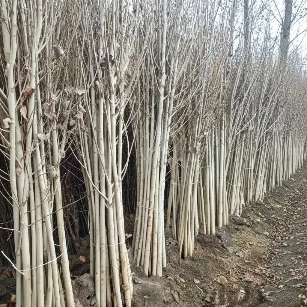 نهال نیگرا ترکیه ارزان و پرفروش با گارانتی رشد|گل و گیاه طبیعی|قشلاق دشت, |دیوار