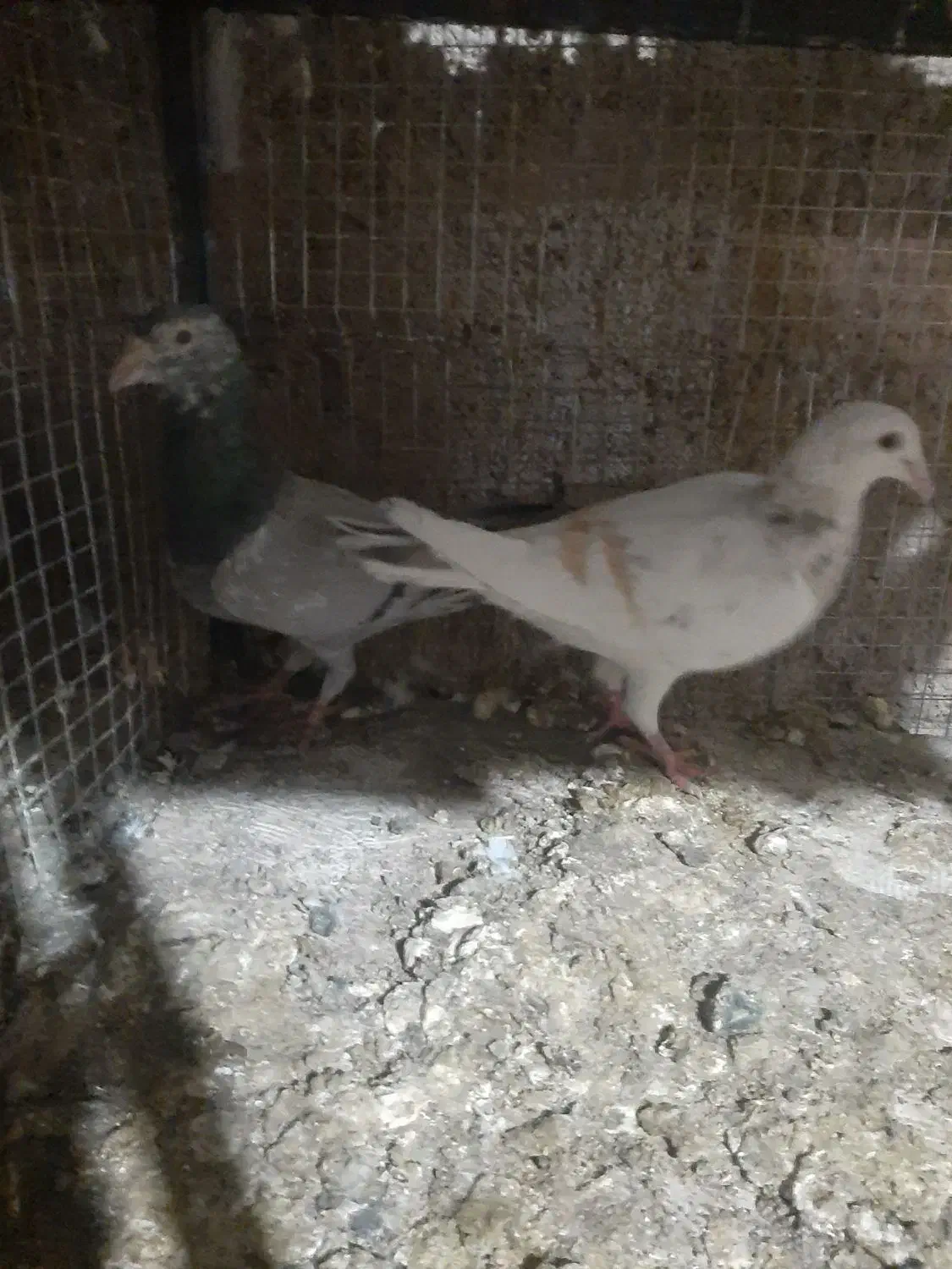 هفرنگ|پرنده|کوهین, |دیوار