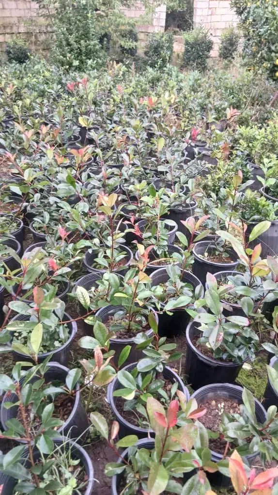 فتونیا|گل و گیاه طبیعی|کلاچای, |دیوار