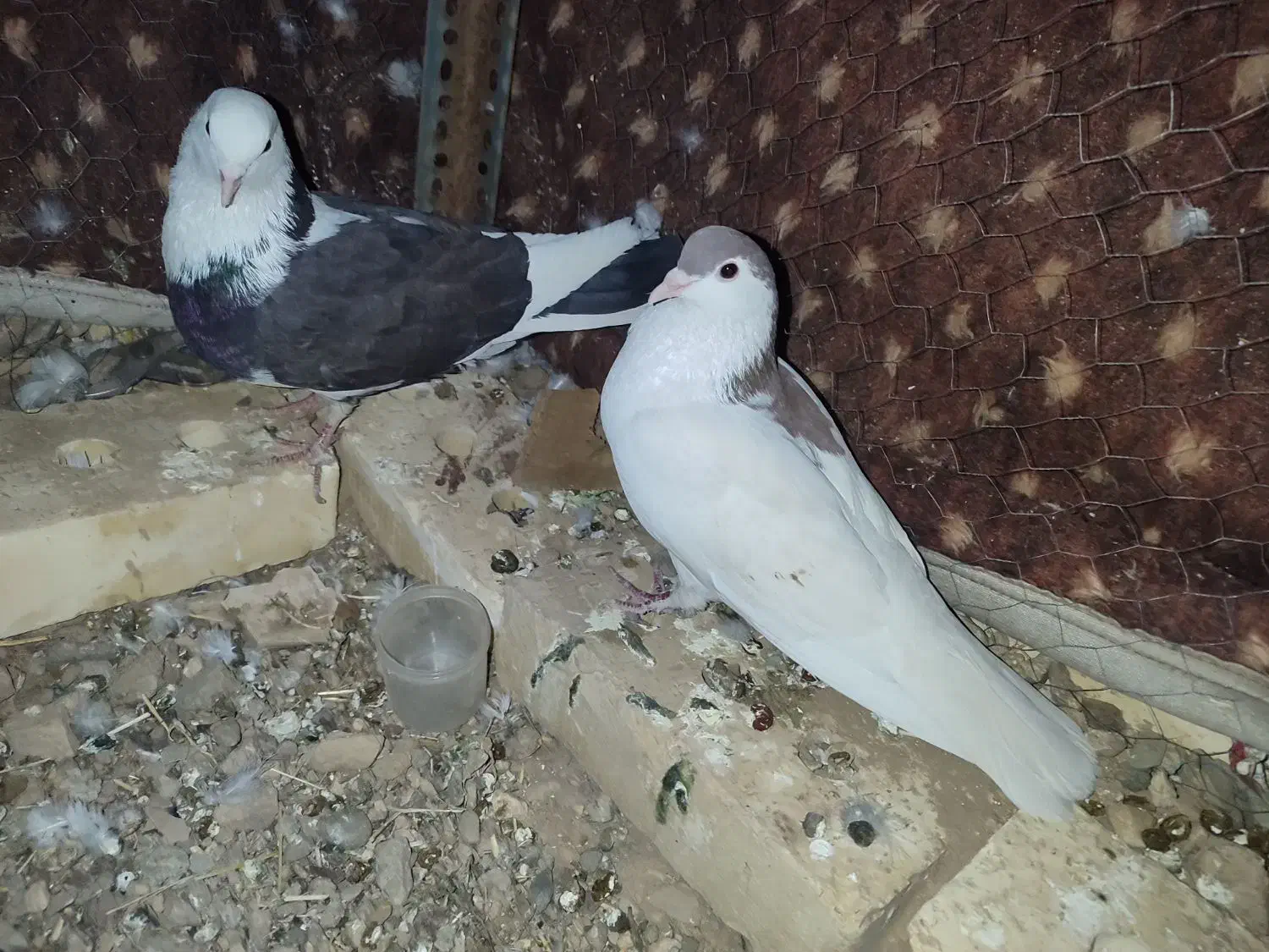 کبوتر خوش رنگ سرحال|پرنده|ماهنشان, |دیوار