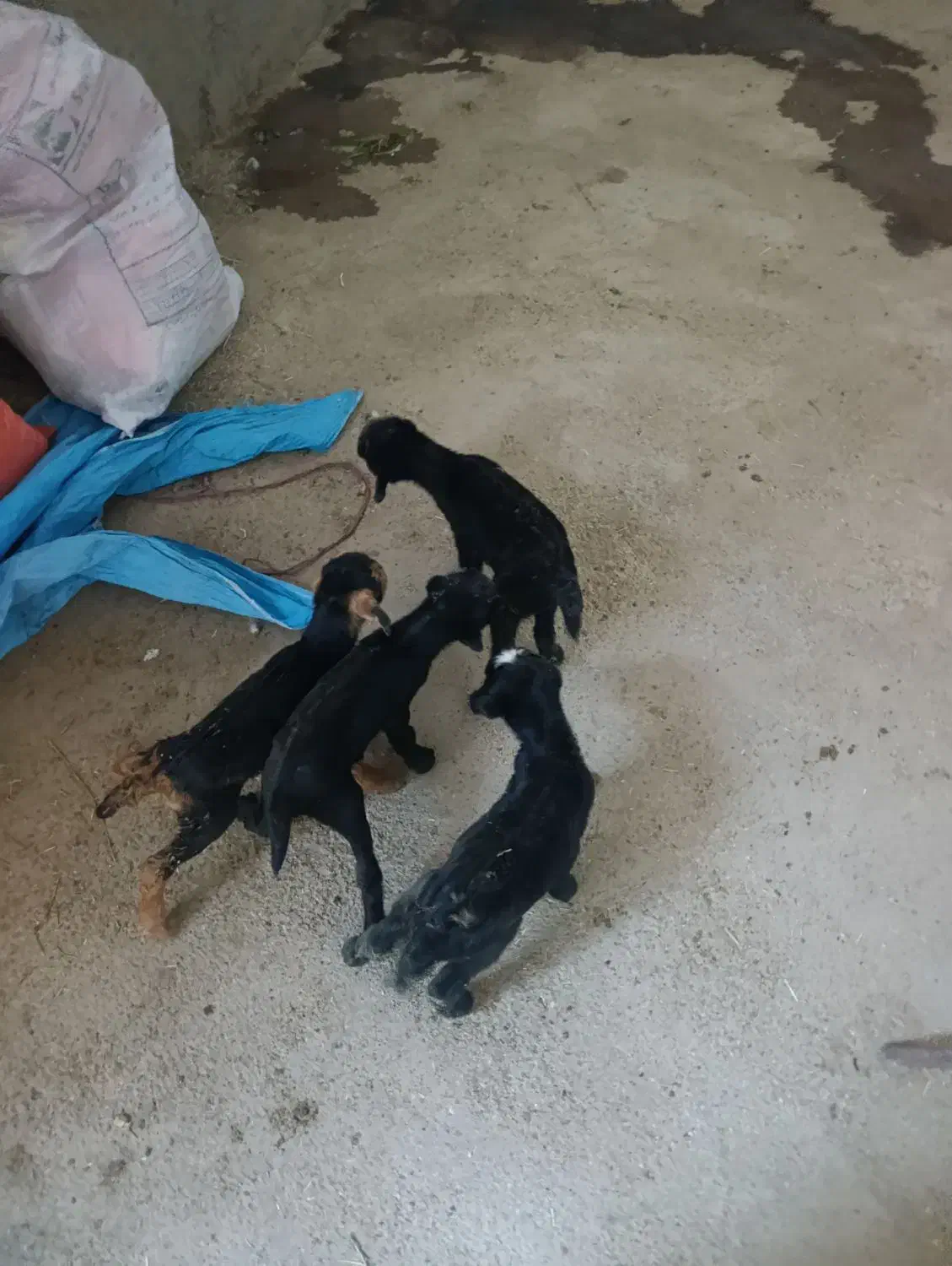 بز درج یک|حیوانات مزرعه|فسا, |دیوار