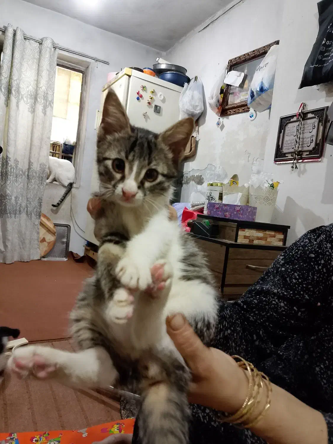 گربه خانگی|گربه|گنبد کاووس, |دیوار