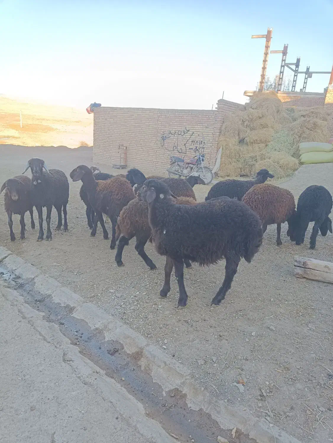 12راس بره ماده قزل افشار|حیوانات مزرعه|مهربان, |دیوار