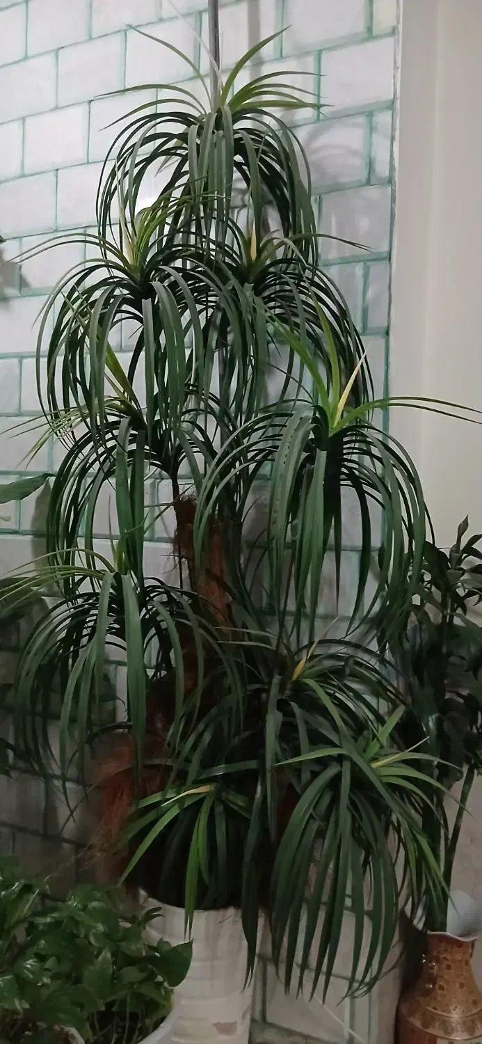 درختچه|گل مصنوعی|کرمانشاه, |دیوار