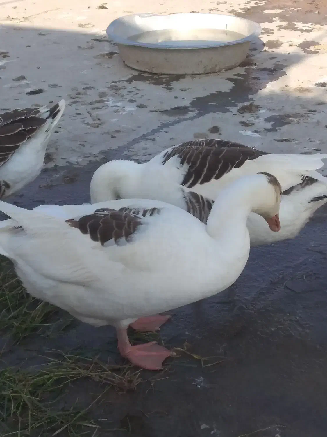 تخم غاز|حیوانات مزرعه|نگین شهر, |دیوار