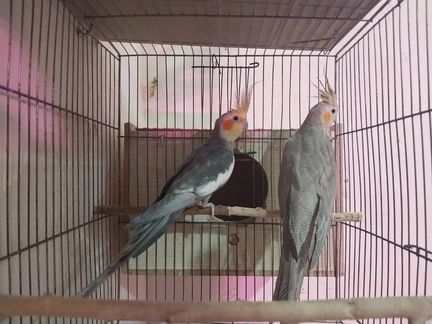 انواع عروس هلندی|پرنده|باسمنج, |دیوار