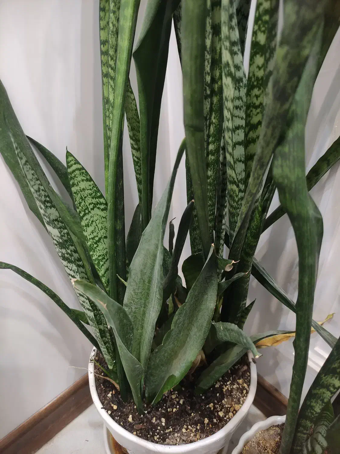 سانسوریا همراه با دو گلدان سفید سفالی ارتفاع ۱۱۰|گل و گیاه طبیعی|کاشان, فین بزرگ|دیوار