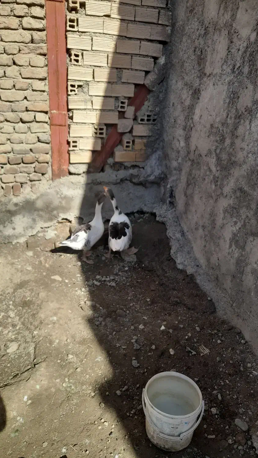 غاز|حیوانات مزرعه|سیلاخور, |دیوار