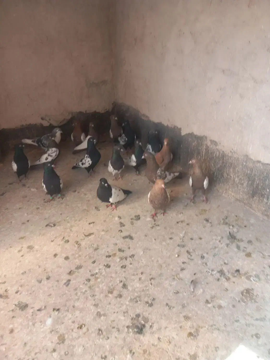 کبوتر سینه کله|پرنده|مشهد, وکیل‌آباد|دیوار