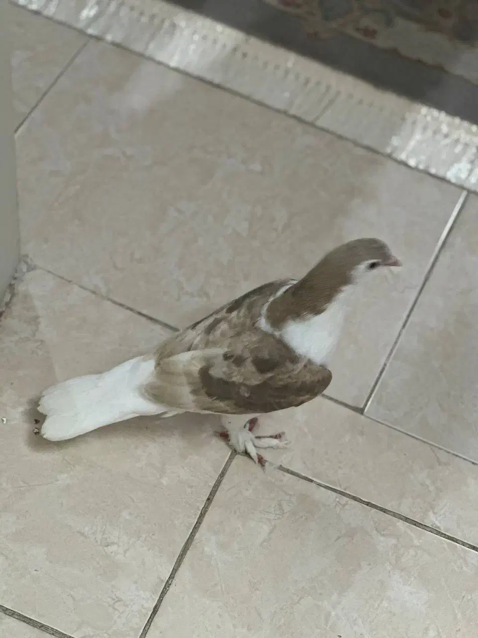 1عدد کفتر ساده طلایی معاوضه|پرنده|گرگان, |دیوار