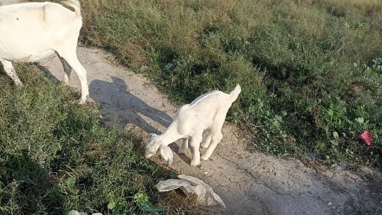 بزغاله سانن ماده|حیوانات مزرعه|سیمین شهر, |دیوار