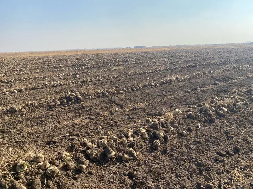 چغندر قند|خدمات باغبانی و درختکاری|بکتاش, |دیوار