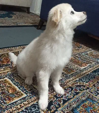 توله سه ماهه فوق‌العاده خوشگل و بازیگوش|سگ|قم, صفائیه|دیوار