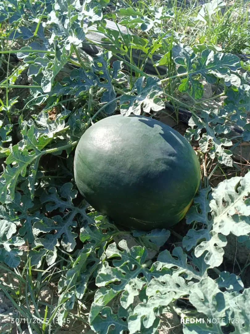 هندوانه نو سیاه ساکاتا بیضی شب یلدا|خوردنی و آشامیدنی|میناب, |دیوار