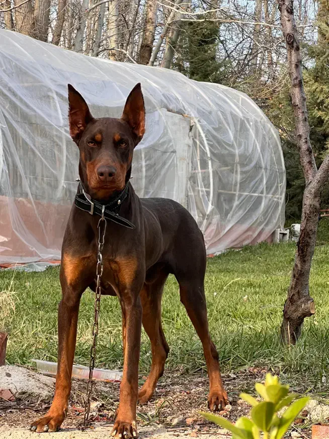 درخواست ماده دوبرمن برای جفت گیری|سگ|شیراز, زیباشهر|دیوار