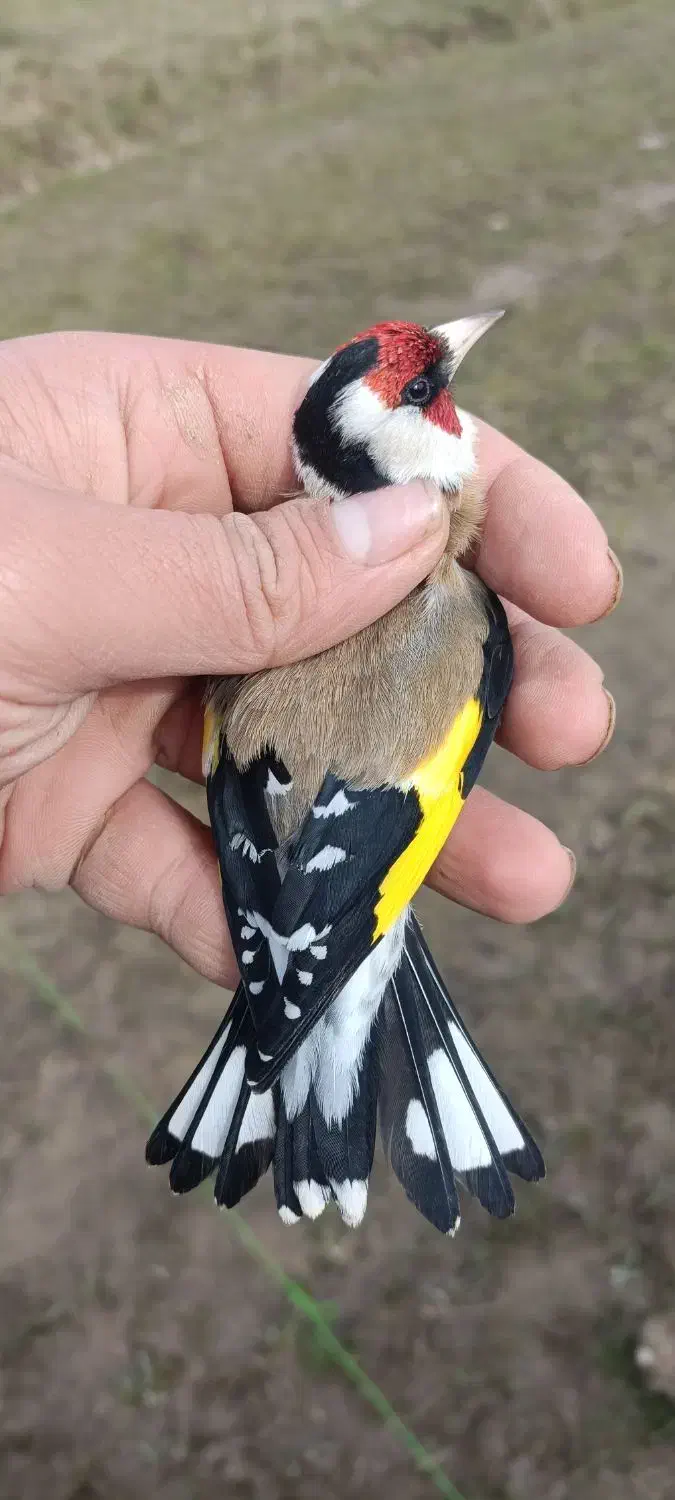 سهره های گلچین شده|پرنده|رشت, شهریاران|دیوار