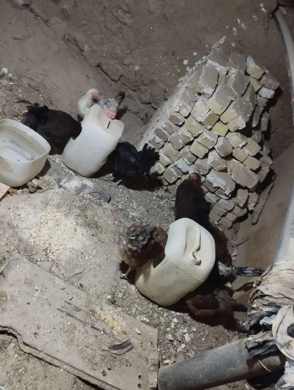 مرغ|حیوانات مزرعه|نیاسر, |دیوار