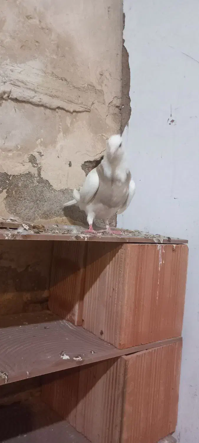 کلفه ماده عسل همدانی|پرنده|اردبیل, |دیوار