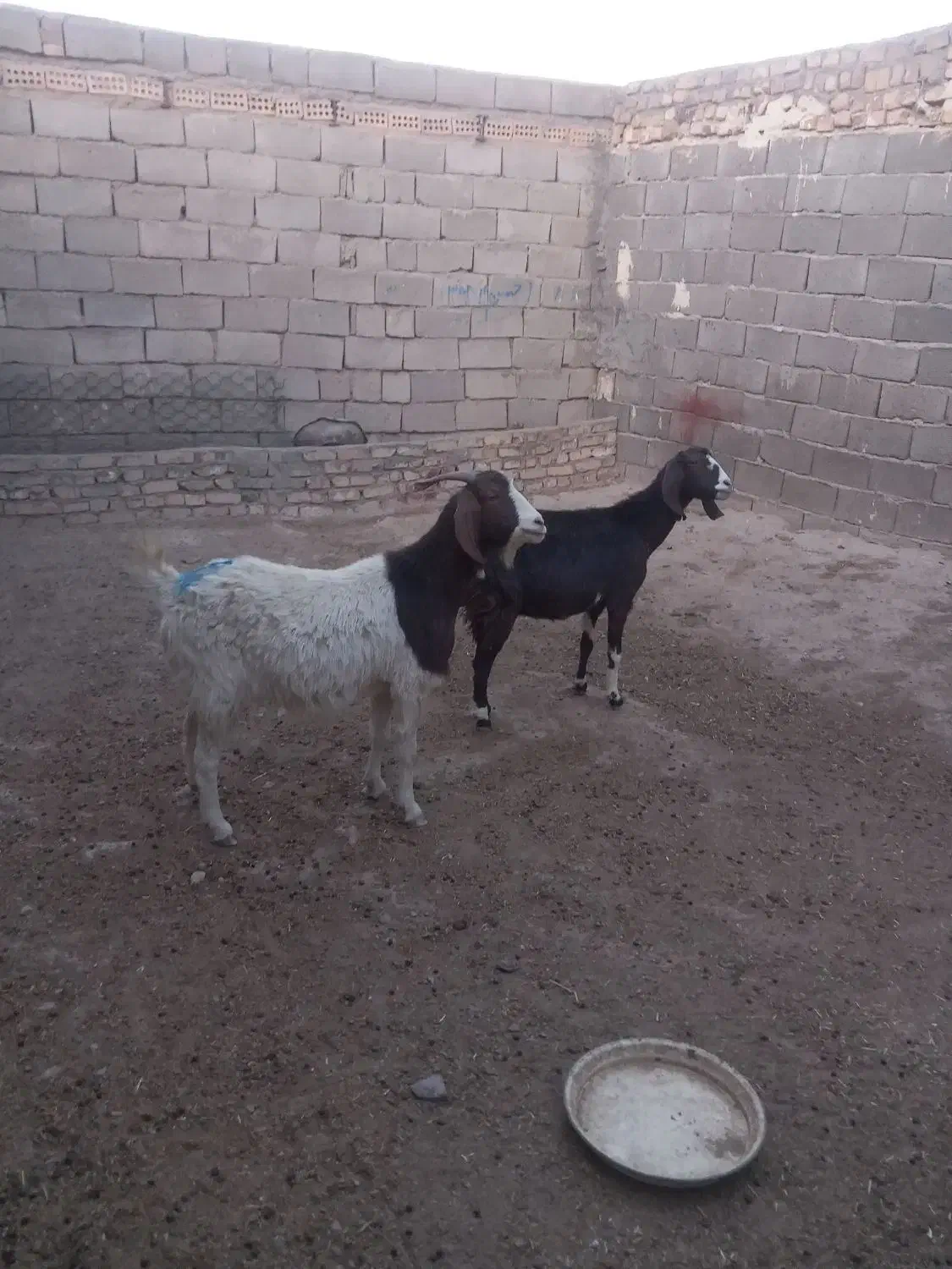 بز آبستن|حیوانات مزرعه|تربت جام, معدآباد|دیوار