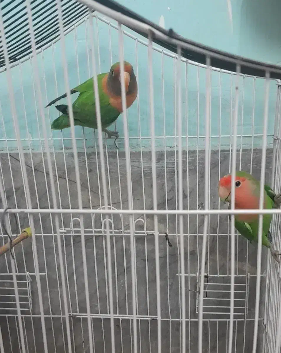 کوتوله‌جفت‌کارداده|پرنده|شیراز, طلاب|دیوار