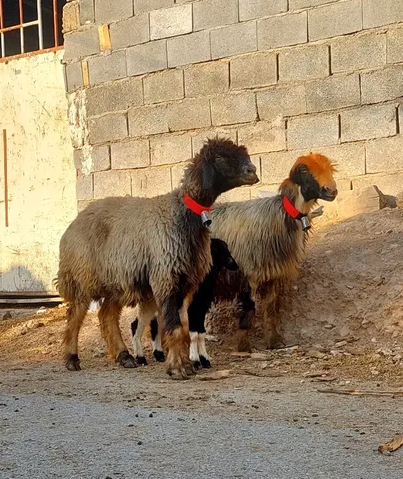 ۲۴راس میش بختیاری|حیوانات مزرعه|شوشتر, |دیوار