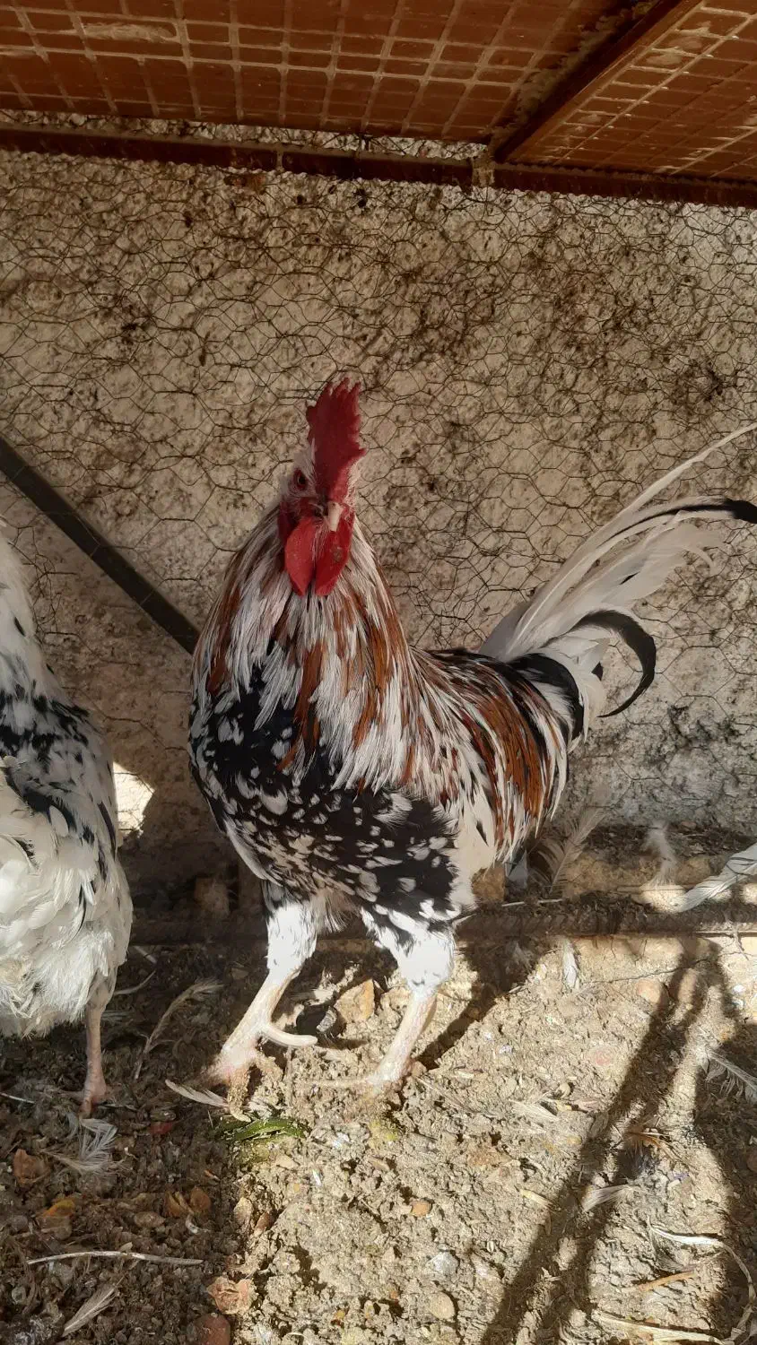 فروش خروس گلین اصل|حیوانات مزرعه|ابریشم, |دیوار