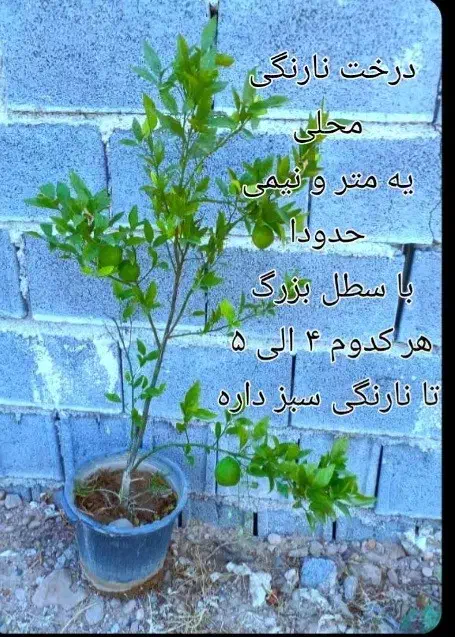 گل و درخت|گل و گیاه طبیعی|شیراز, کوزه گری|دیوار