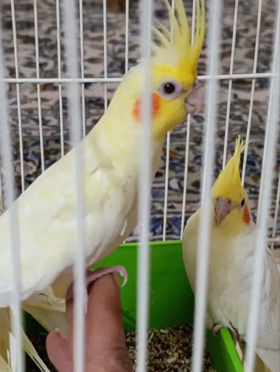 عروس لوتینو خانگی|پرنده|کاشان, گبرها|دیوار