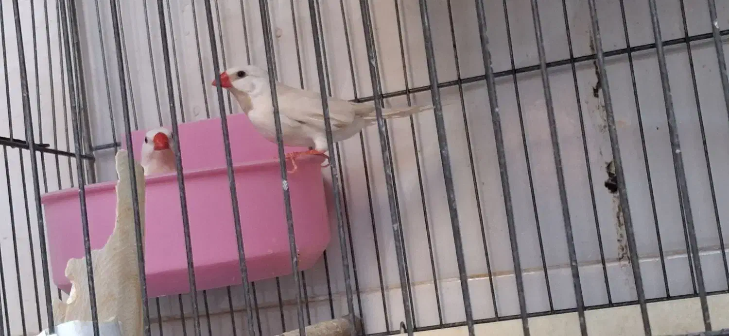 فنج کرواتی یا کراواتی|پرنده|قم, علی آباد سعدگان|دیوار