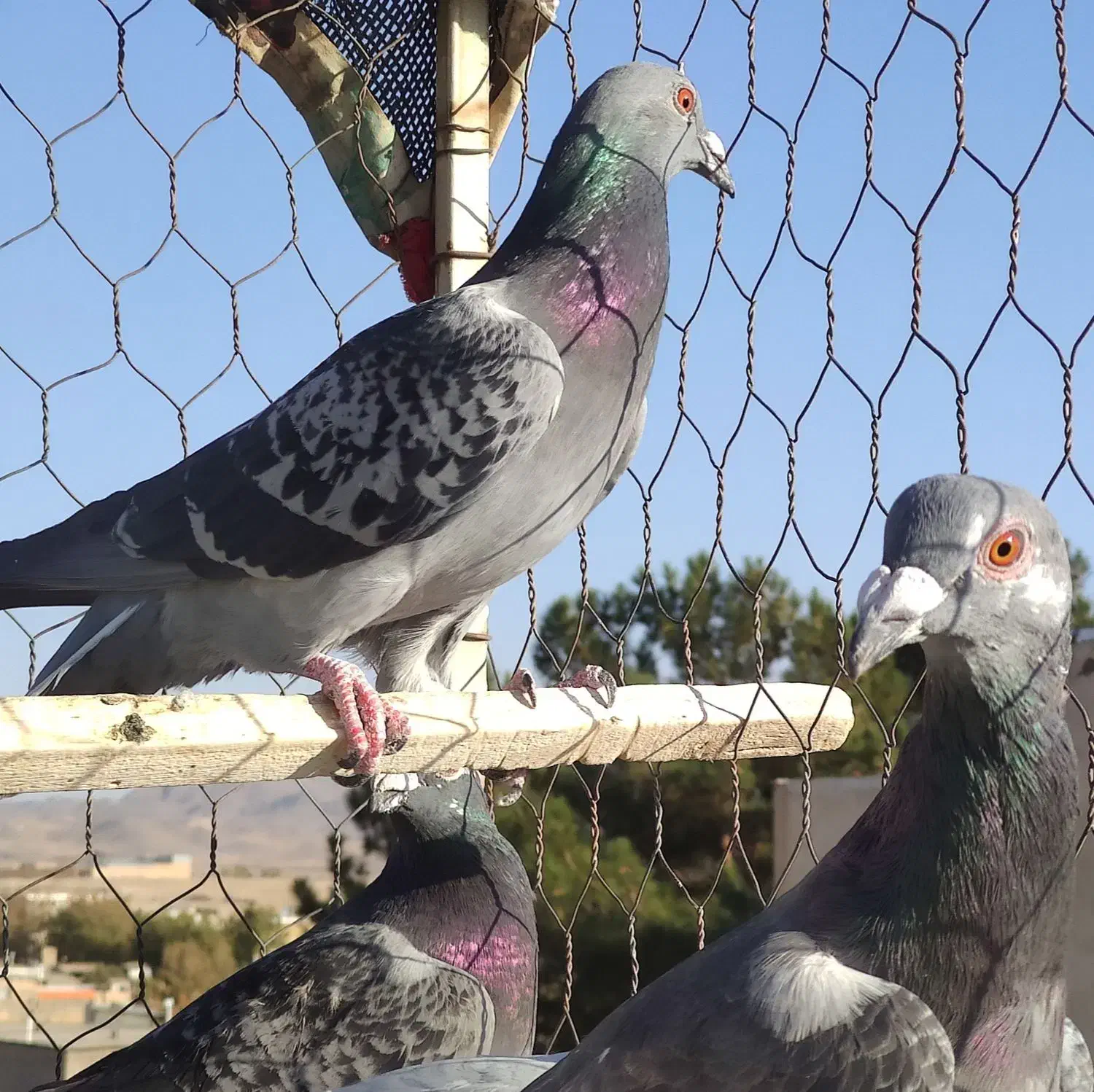 کفتر صید شب|پرنده|تربتحیدریه, طالقانی|دیوار