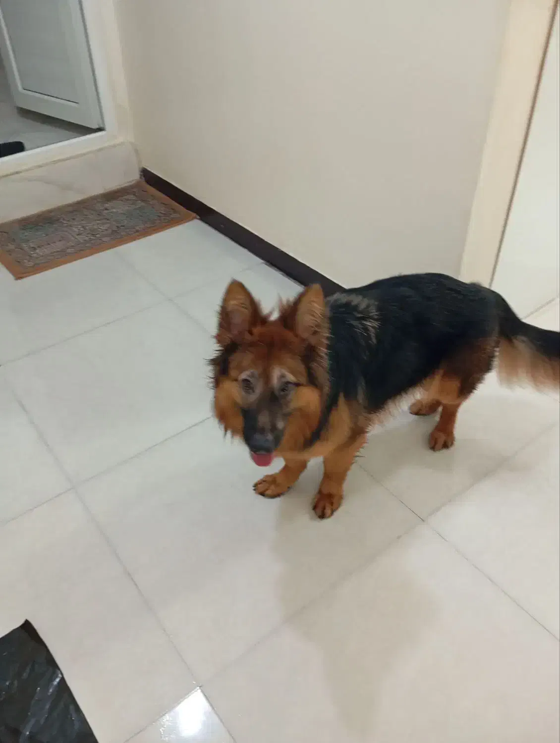 سگ ژرمن|سگ|اهواز, سپیدار|دیوار