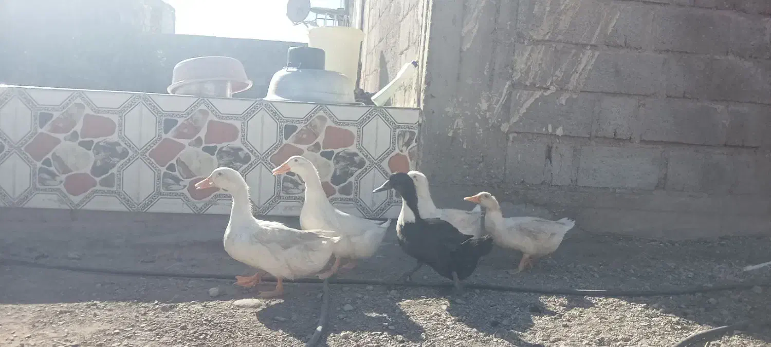 اردک تخم گذار|حیوانات مزرعه|توکهور, |دیوار