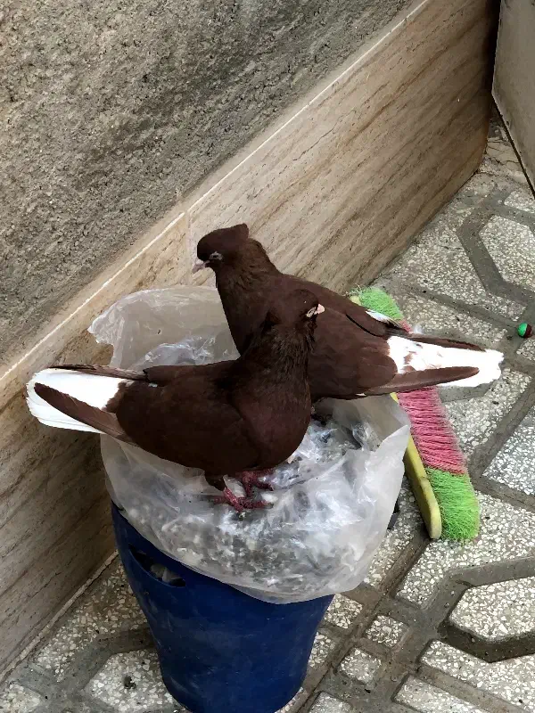 کبوتر رنگه(جفتگاه)|پرنده|مشهد, شهید بهشتی|دیوار