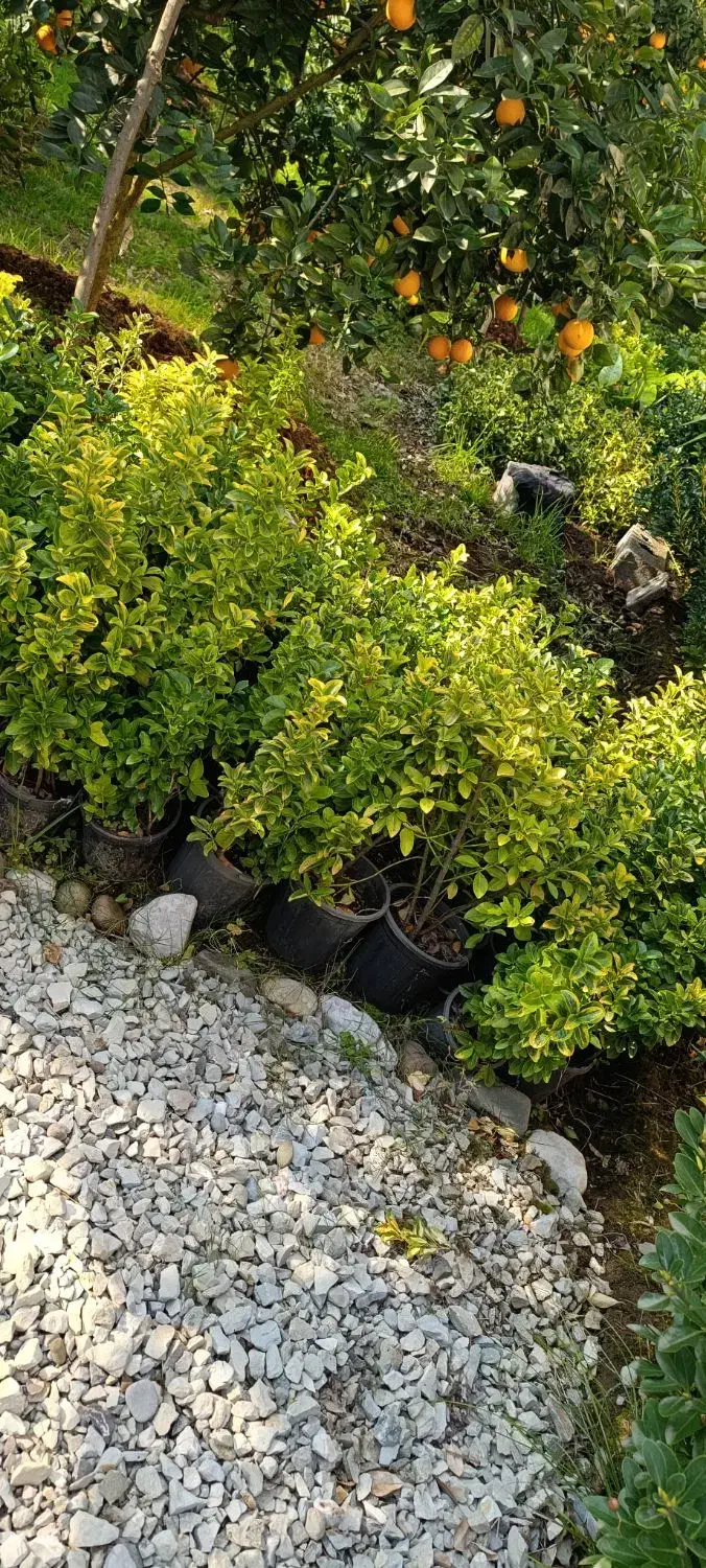 حدود ۲۰۰عدد شمشاد ۳ساله موجوده قیمت ۱۴|حراج|عباسآباد, |دیوار