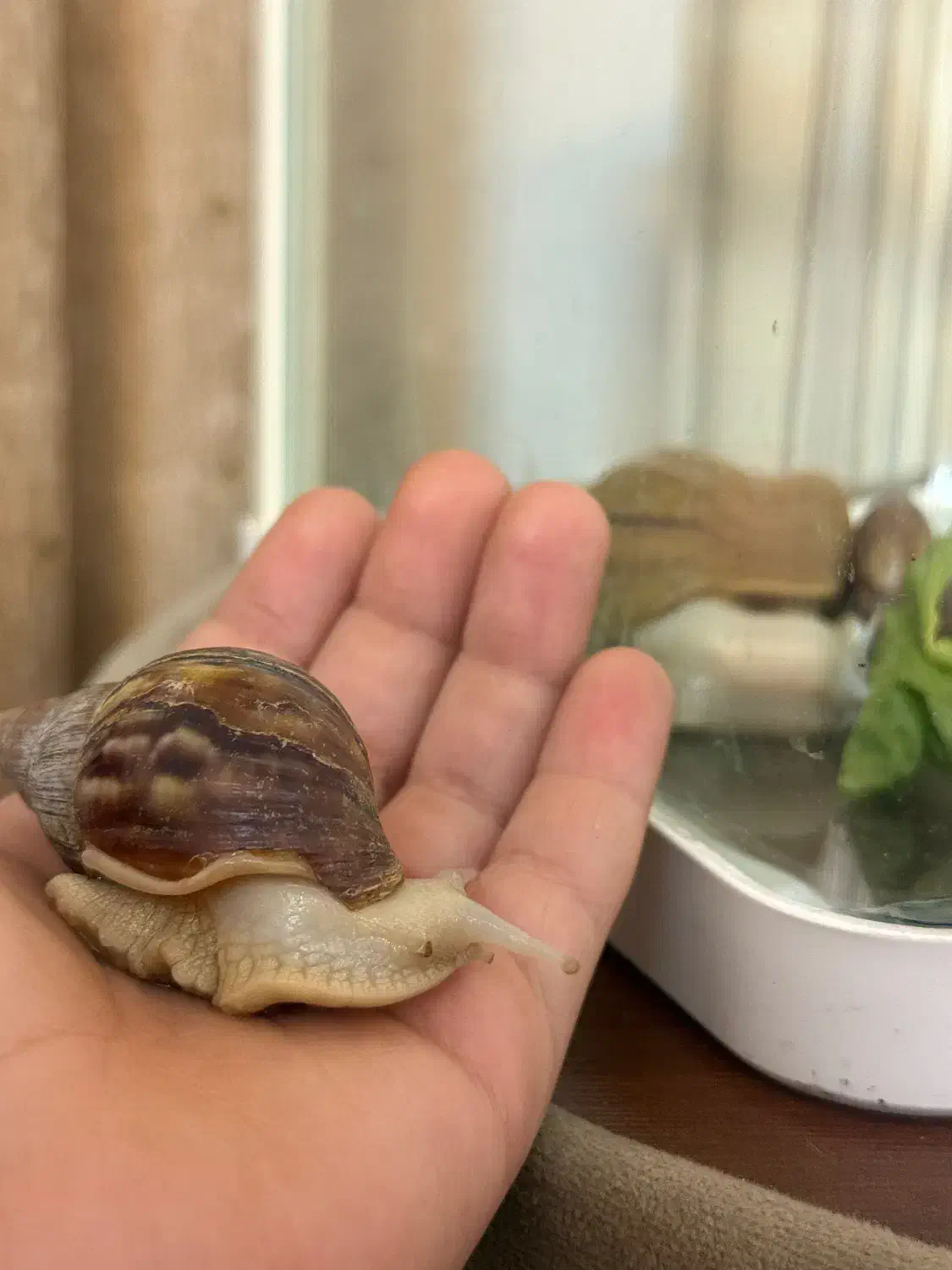 فروش ۴ عدد  حلزون|خزنده|شیراز, عفیف‌آباد|دیوار