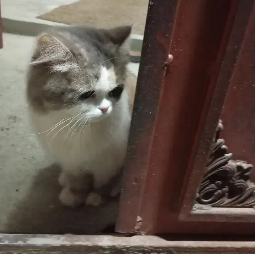 فروش گربه|گربه|ارومیه, |دیوار