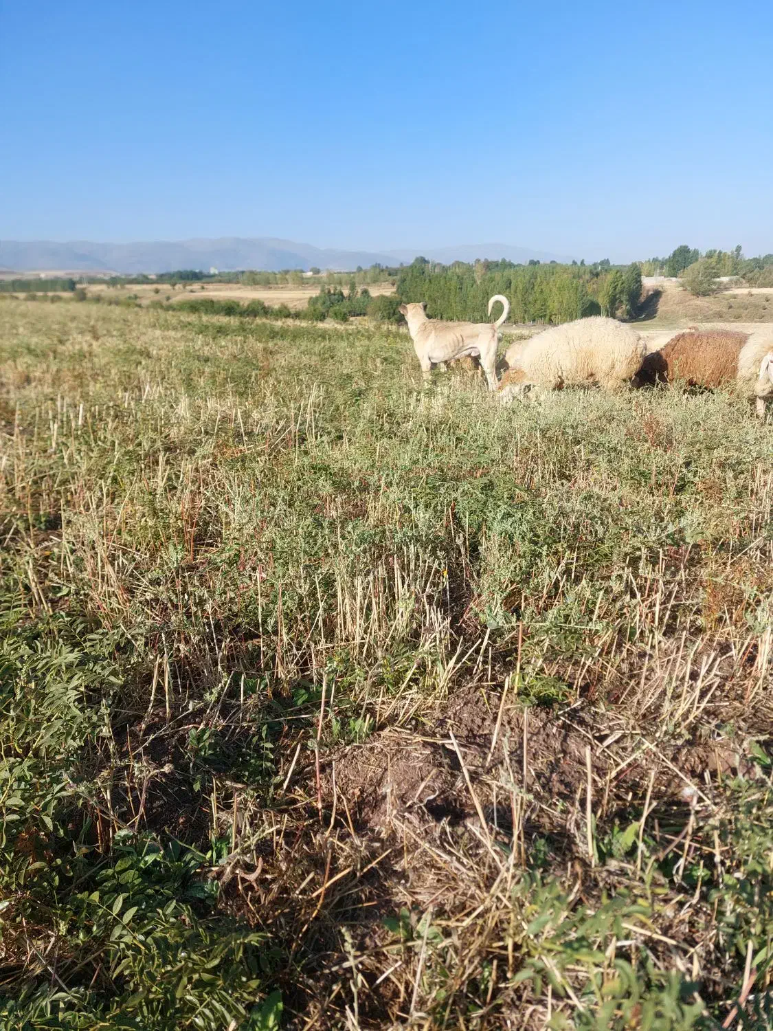 سگ سرابی|سگ|اردبیل, |دیوار