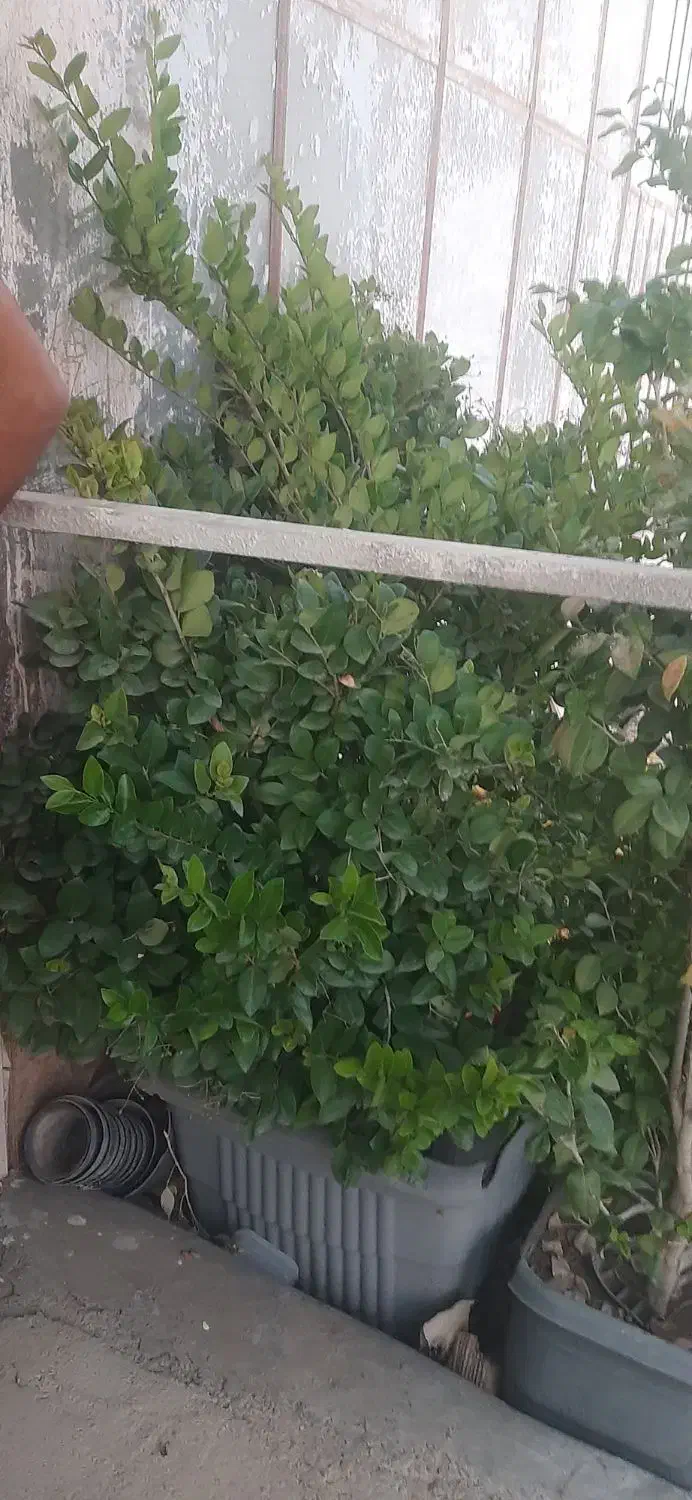 حراج پاییزه|گل مصنوعی|لردگان, |دیوار