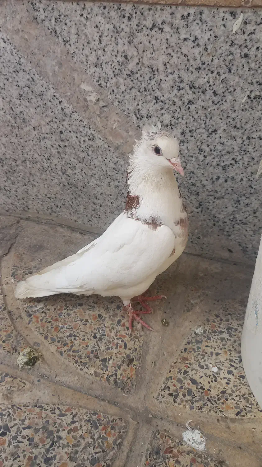 کبوتر|پرنده|نورآباد, |دیوار