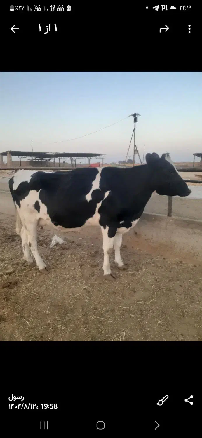 گاو گوساله تلیسه|حیوانات مزرعه|اصفهان, قهجاورستان|دیوار