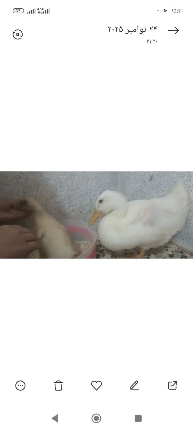 فروشی|حیوانات مزرعه|کنارک, |دیوار