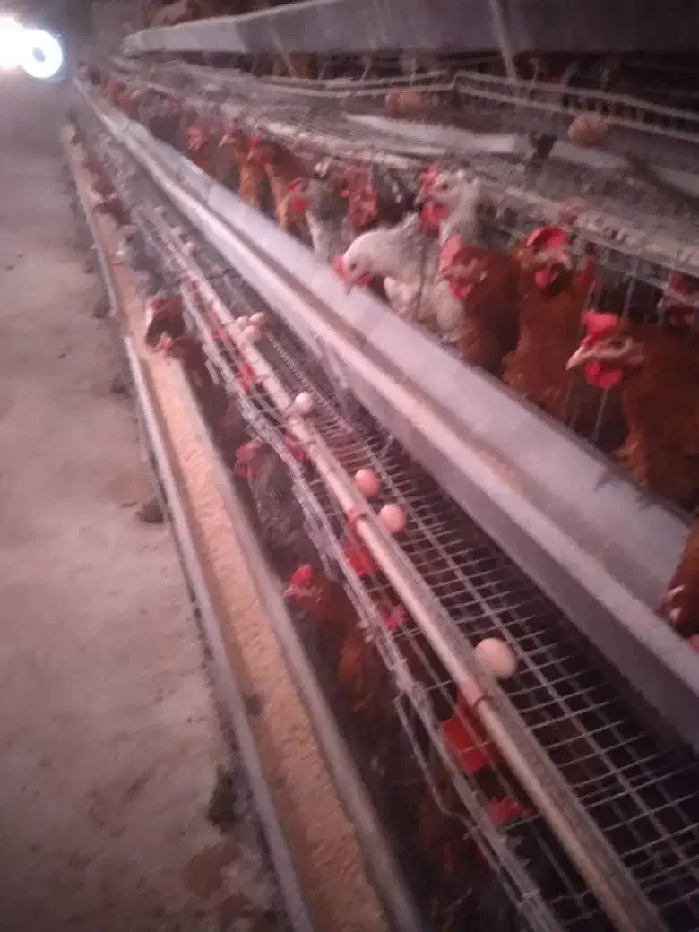 سالن پرورش مرغ تخمگذار|اجارهٔ دفتر صنعتی، کشاورزی، تجاری|فلاورجان, |دیوار