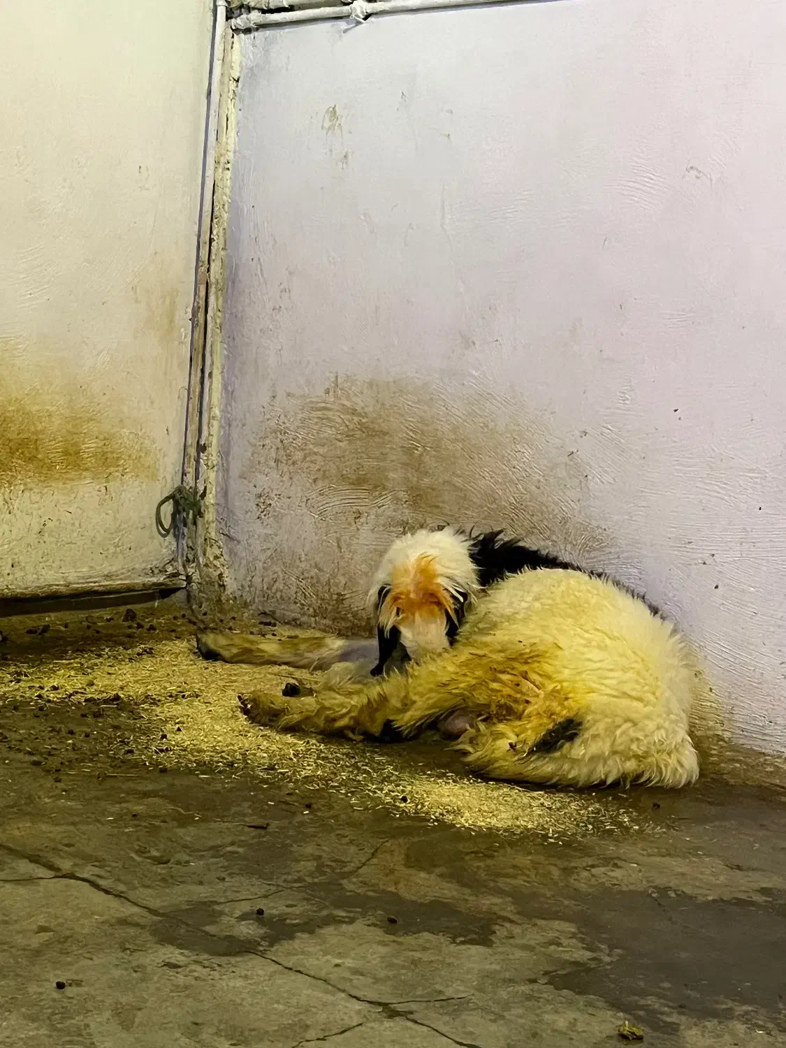 بره تخمی|حیوانات مزرعه|مسجد سلیمان, |دیوار