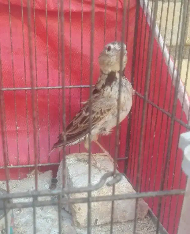 سهره خاکی نر قناری|پرنده|اهواز, آریاشهر|دیوار